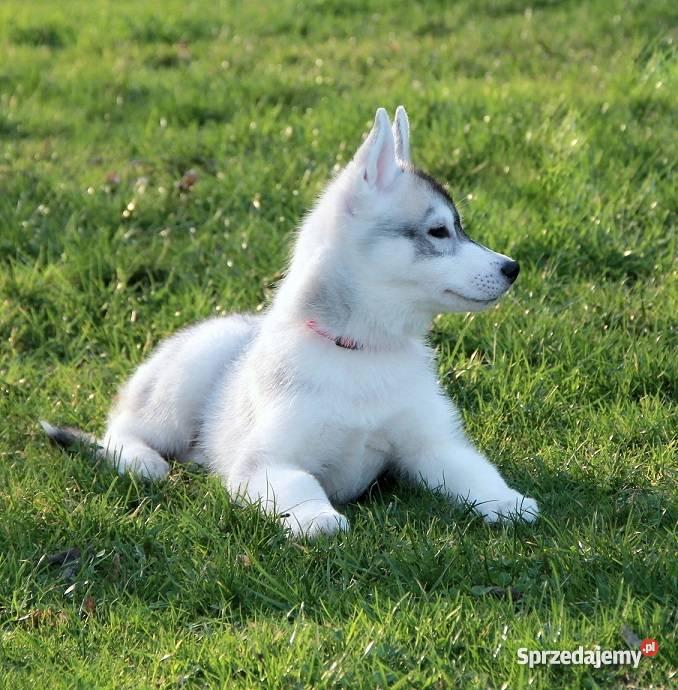 Siberian Husky piekne szczenieta z rodowodem FCI Kraków