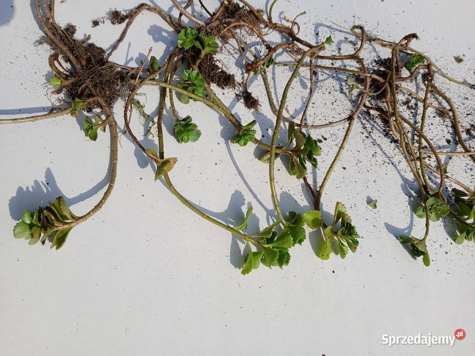 Rozchodnik kaukaski na skalniak do donic