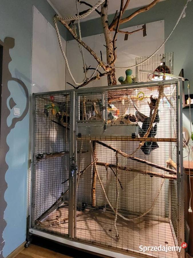 Małpki marmozetki para Racibórz sprzedam