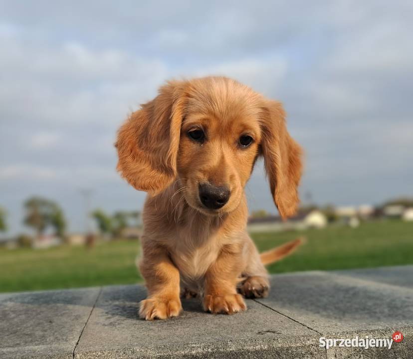 Jamnik długowłosy Dackel dachshund GOLD