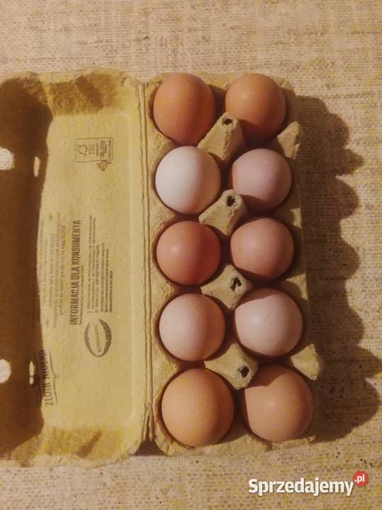 Sprzedam jajka 120 śląskie Toszek