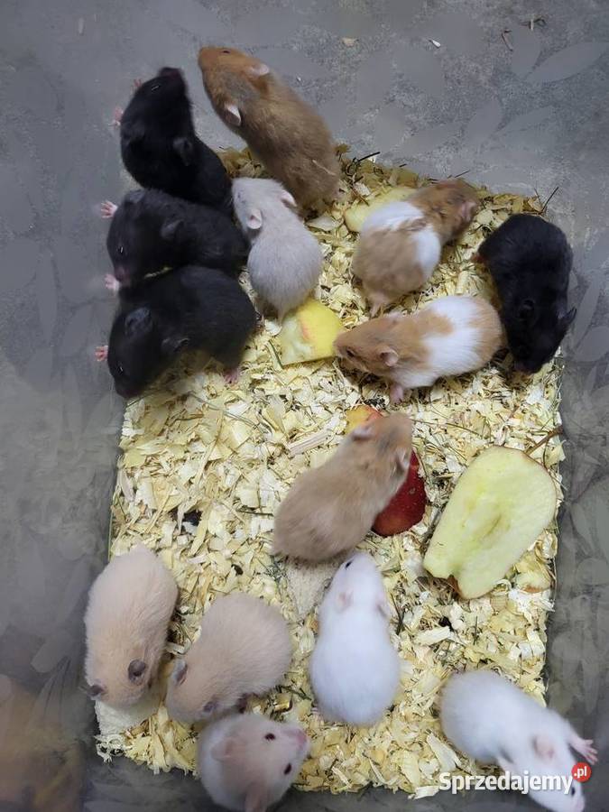 Chomiki syryjskie dolnośląskie Wrocław