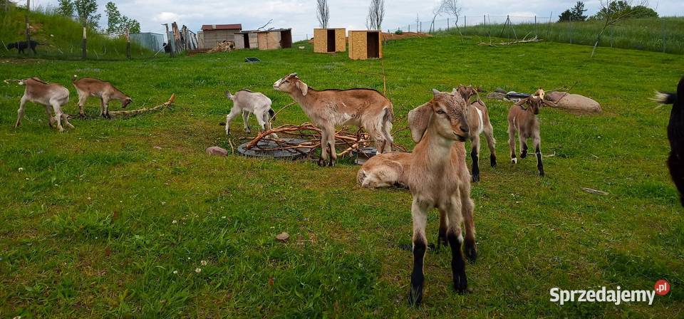Koza mleczna z dwójką koźląt koźle Kozy Giżycko