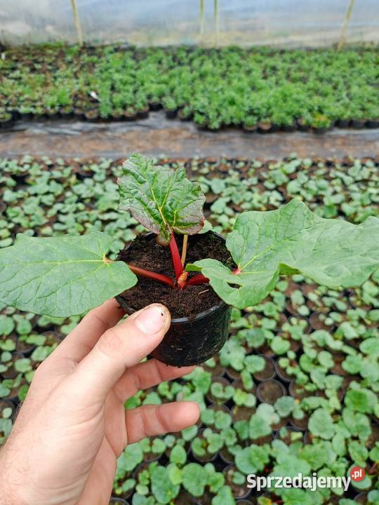 Supertunia Vista 15 kolorów sadzonki w małopolskie Czulice