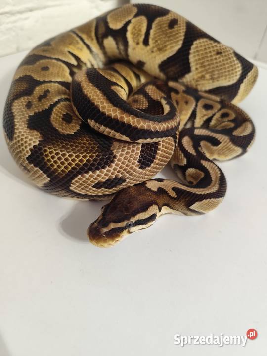 Pytony Królewskie dorosła para Pruszków