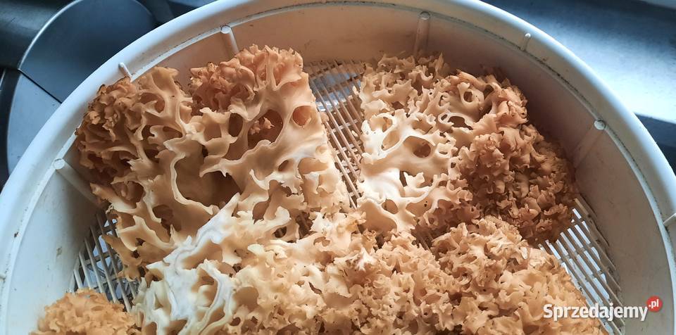 Siedzuń sosnowy suszony Koszalin