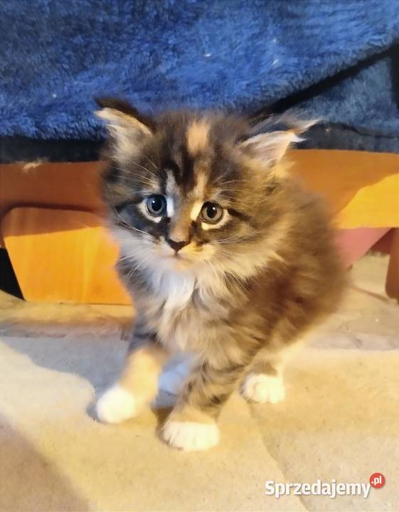 Pati to śliczna kotka rasy Maine Coon Zielona Góra