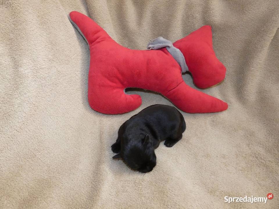 Sznaucer miniaturowy czarny ZKwPFCI Wrocław Sznaucer