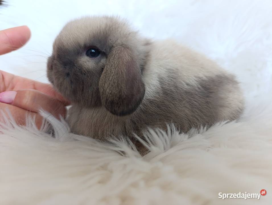 Królik miniaturka mini lop Pozostałe Szczucin