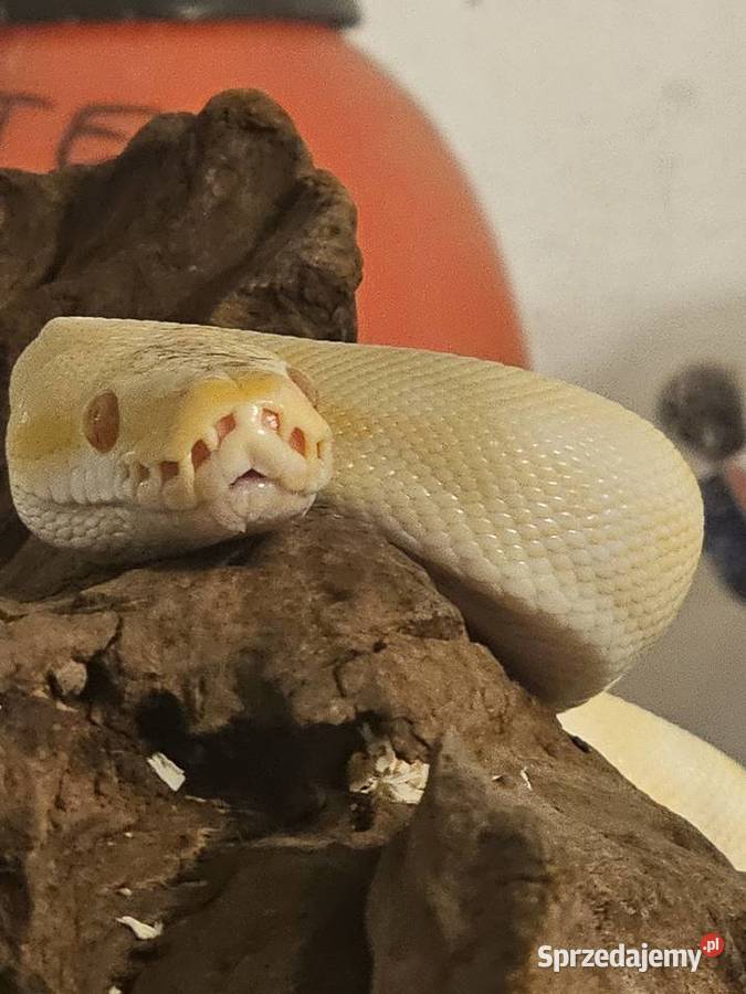 Pyton królewski samica albino enchi spider
