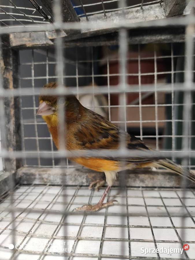 Kanarki własna hodowla Skawina