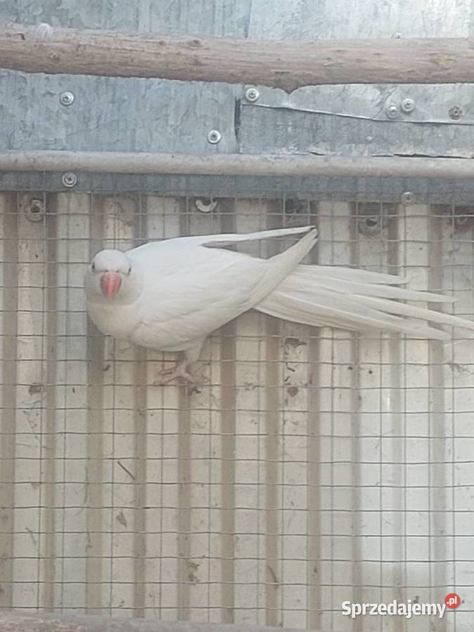 Aleksandretta Obrożna samica