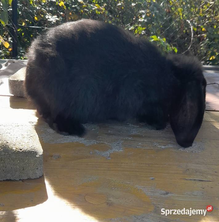 Samiec baran fracuski podkarpackie Kamień