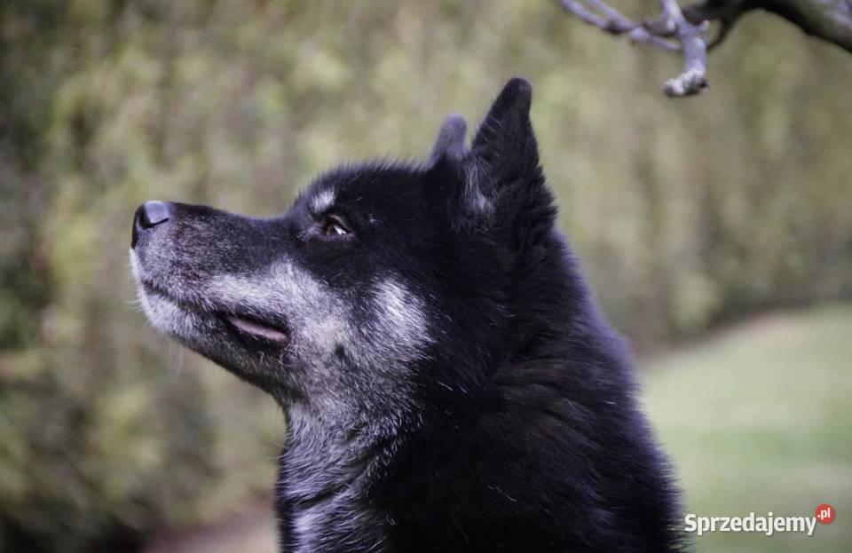 Szczenięta Siberian Husky ZKwPFCI Kolbuszowa