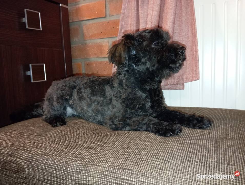 Piesek o imieniu Ace Man rasy Rosyjska Bolonka Psy Radliniec