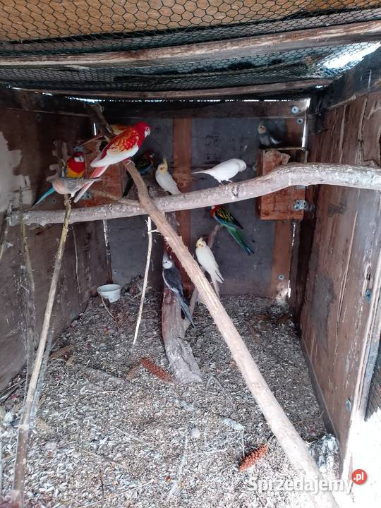 Rozelle bialolice standard i rubino Zwierzęta Siepraw