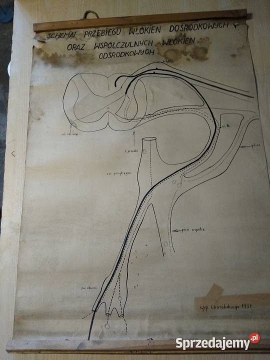 plakat o schemacie przebiegu włókien sprzedam