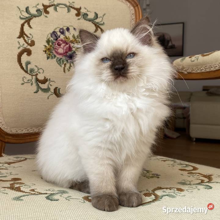 Kotki ragdoll gotowe do odbioru Grodzisk Mazowiecki