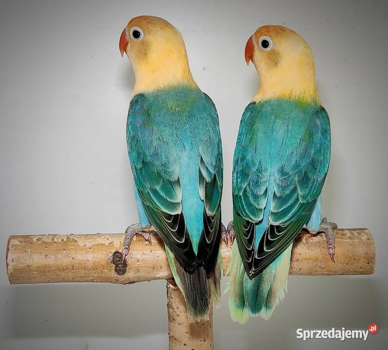 Papugi Nierozłączki Kleczanów