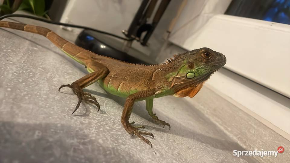Legwan zielony Iguana legwan czerwony Sosnowiec - Sprzedajemy.pl