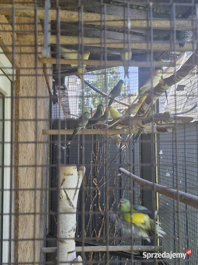 Świergotki papugi Włoszczowice