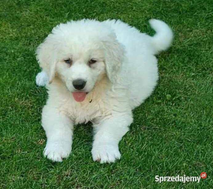 Owczarek podhalański Smerdyna