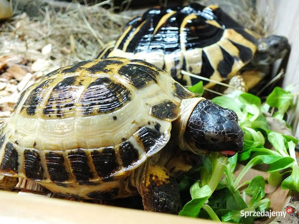 Żółw Grecki i Żółw Stepowy razem osobno Sprzedam Lubsko sprzedam