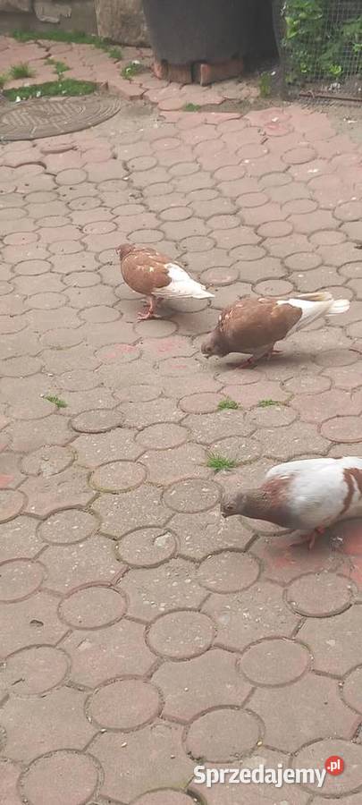 Sprzedam Orliki mazowieckie sprzedam