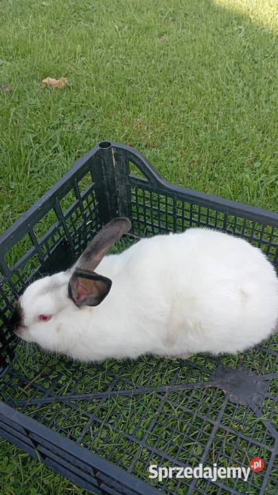 Króliki kalifornijskie Straszydle