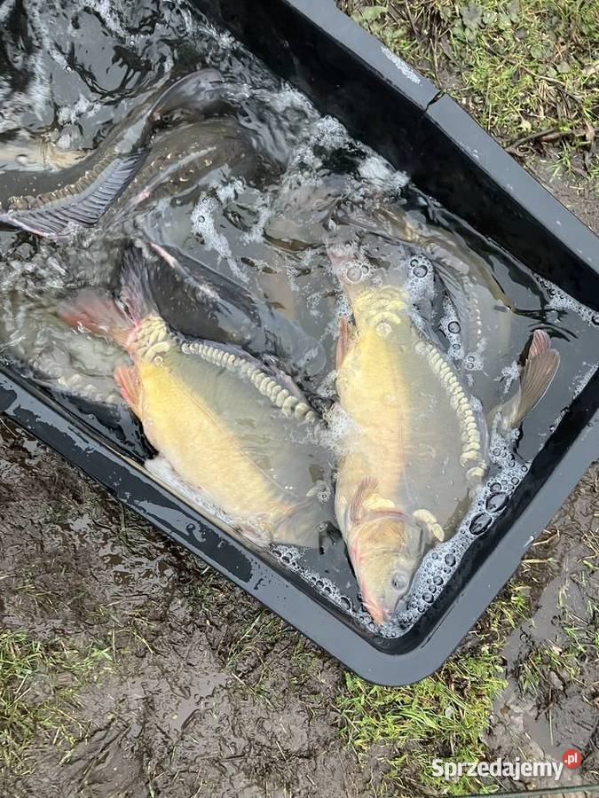 Karp handlowy wigilijny warmińsko-mazurskie Węgorzewo