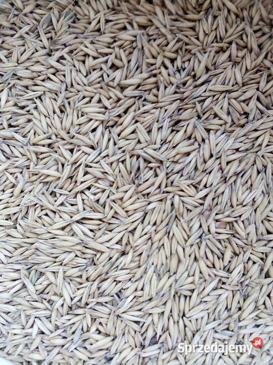 Owies ozimy ze żniw Zboża Rolnictwo lubelskie Borzechów