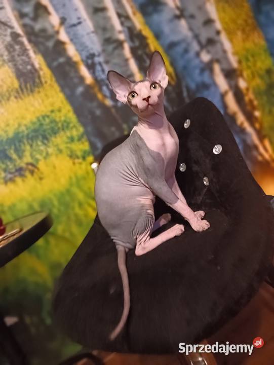 Kotka Sfinks Kanadyjski wielkopolskie Pleszew