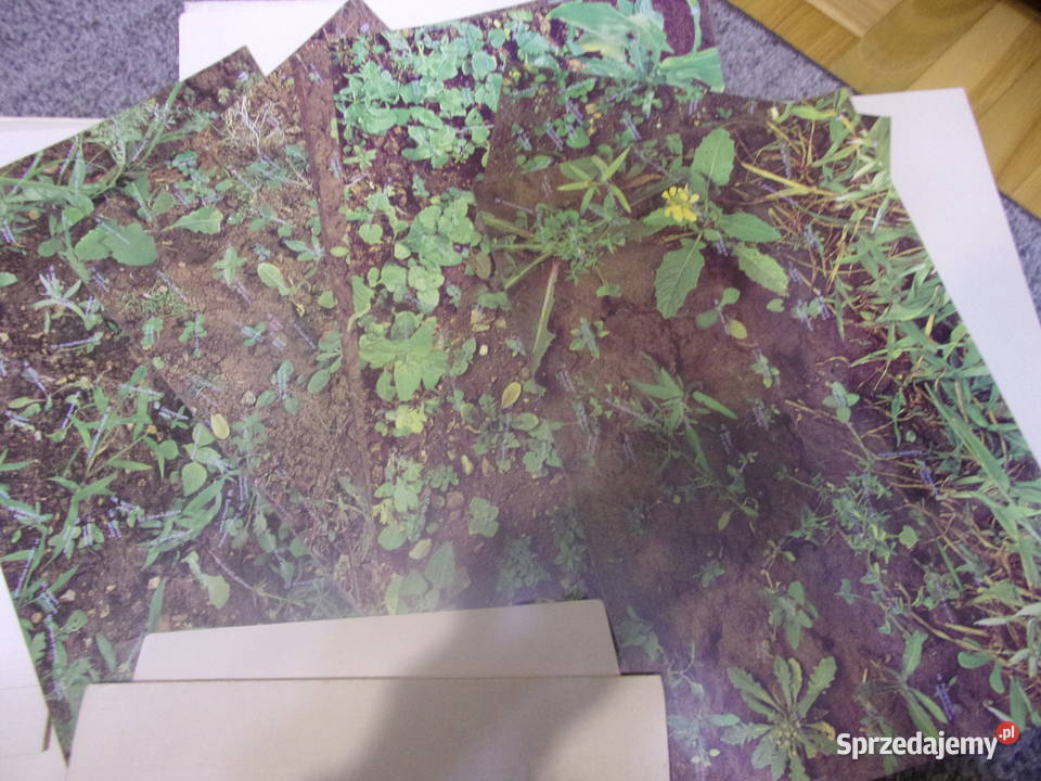 Weed communities of Europe w 7 językach Świata Warszawa