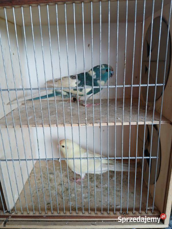 Modrolotki kozy Ptaki Goździn