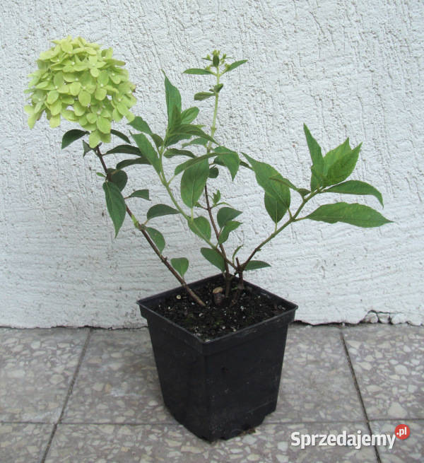 HORTENSJA LIMELIGHT sadzonki w doniczkach Ustronie