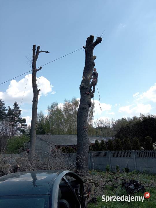 Wycinka drzew metodą alpinistyczną Karczowanie i usuwanie drzew Radom ogród