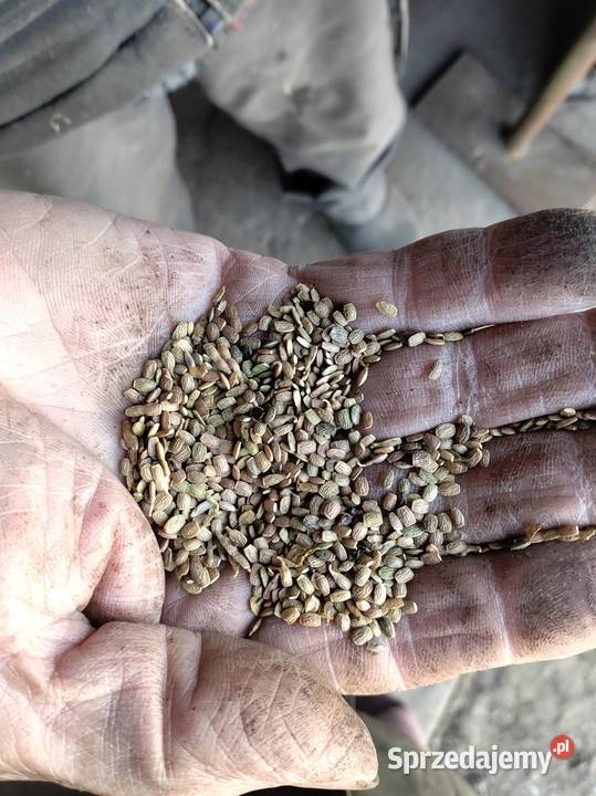 Sprzedam saladere Główiew