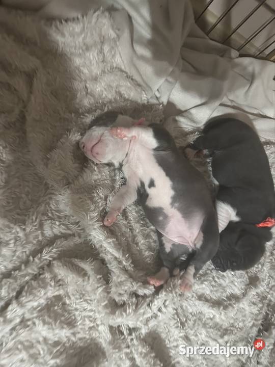 Piękne szczeniaki rasy American Staffordshire zachodniopomorskie Cedynia