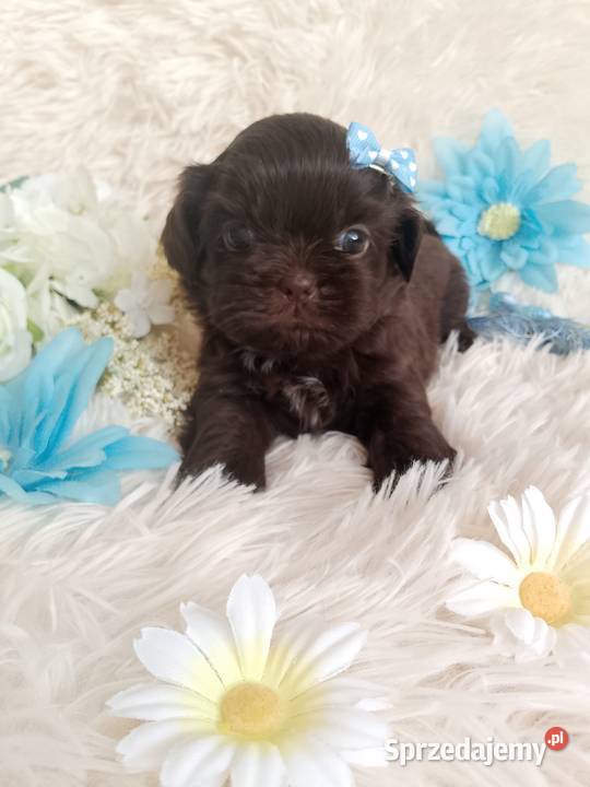 Czekoladowy piesek rasy ShihTzu Shih Tzu Zwierzęta Kępno