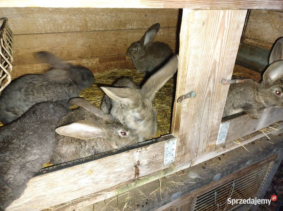 Samiczki olbrzym belgijski Turzno