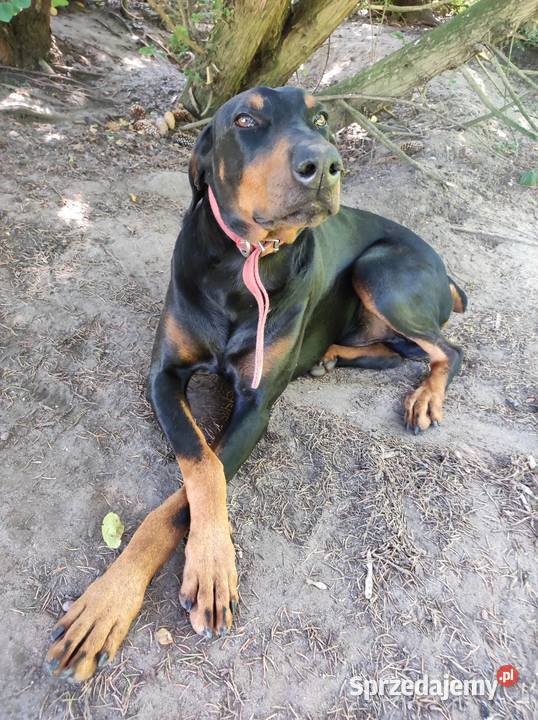 Szczenięta Dobermana do sprzedania Dobre sprzedam