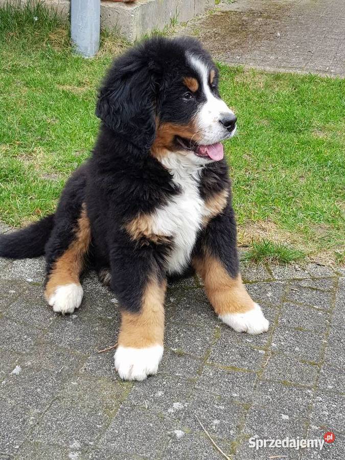Berneński Pies Pasterski już do odbioru Lublin