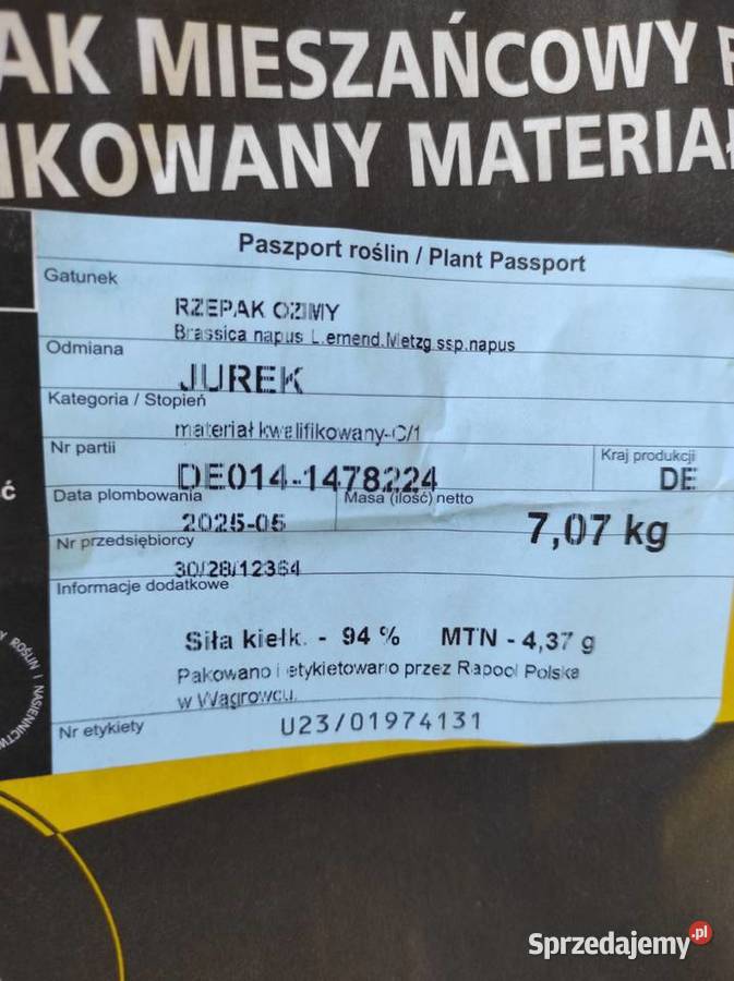 Rzepak Jurek nasiona wielkopolskie