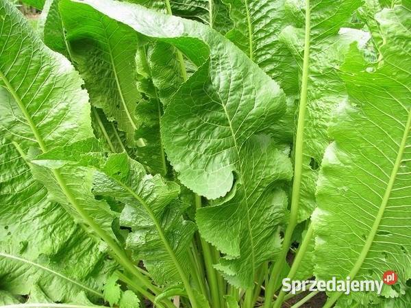 Chrzan Piękna Sadzonka Najlepsza Polska Odmiana