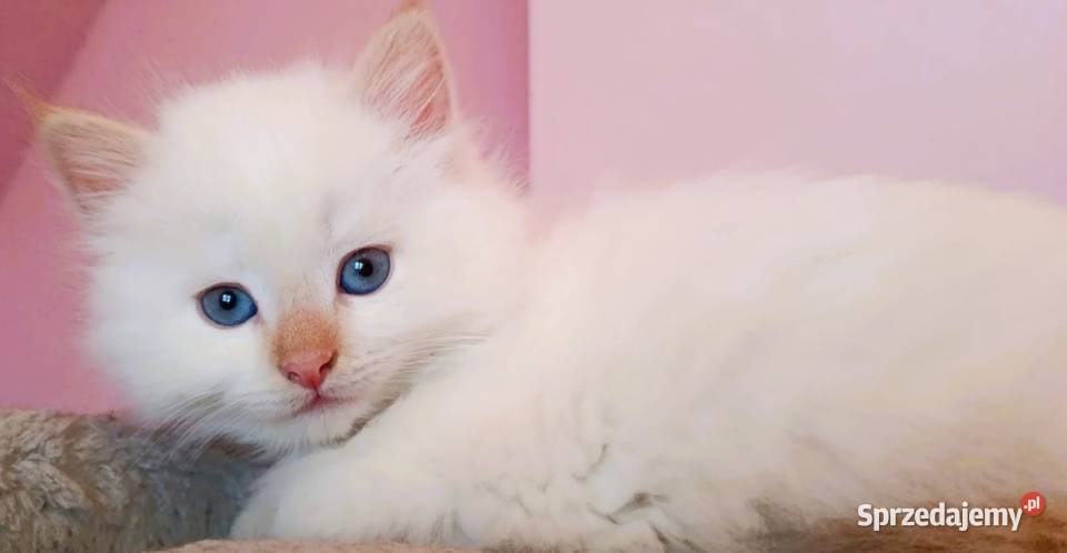 Śliczny kocurek Syberyjski Neva Masquerade Sochaczew