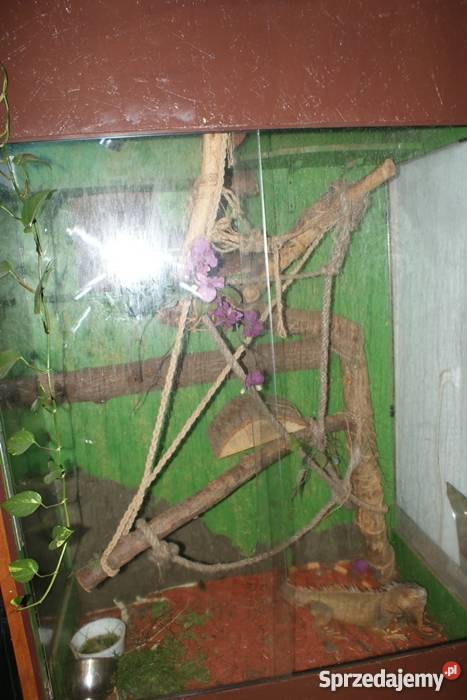 Terrarium wiekszego gada mazowieckie Ciechanów sprzedam