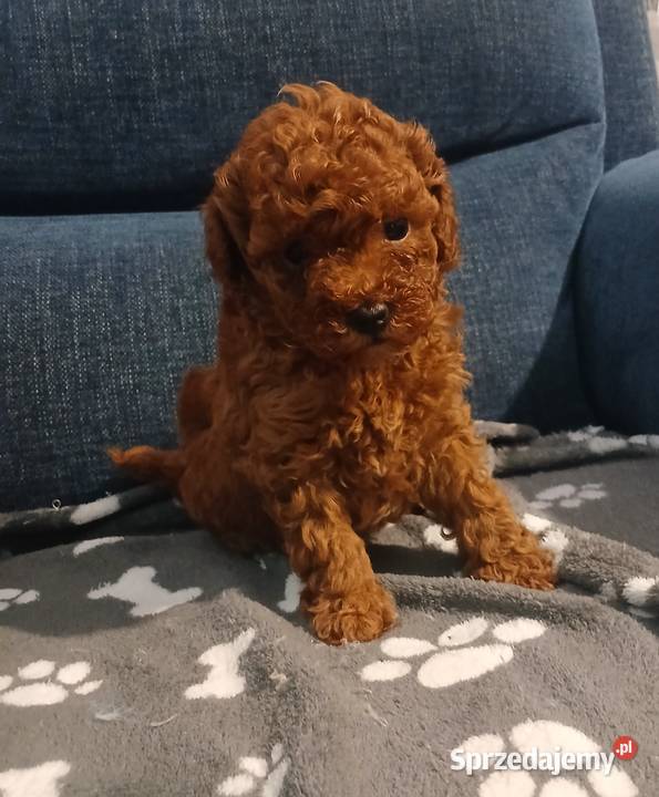 Pudel Miniatura Red samica Lutoryż