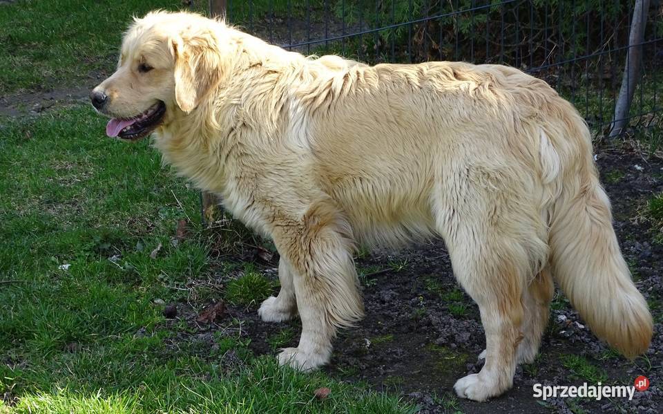 Golden retriever 11 miesięczny Przysucha