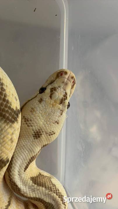 Python regius samica killerbee fire gotowa na Kraśnik