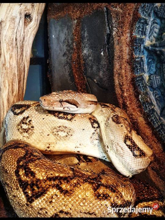 Boa constrictor boa dusiciel Zwierzęta dolnośląskie Wrocław